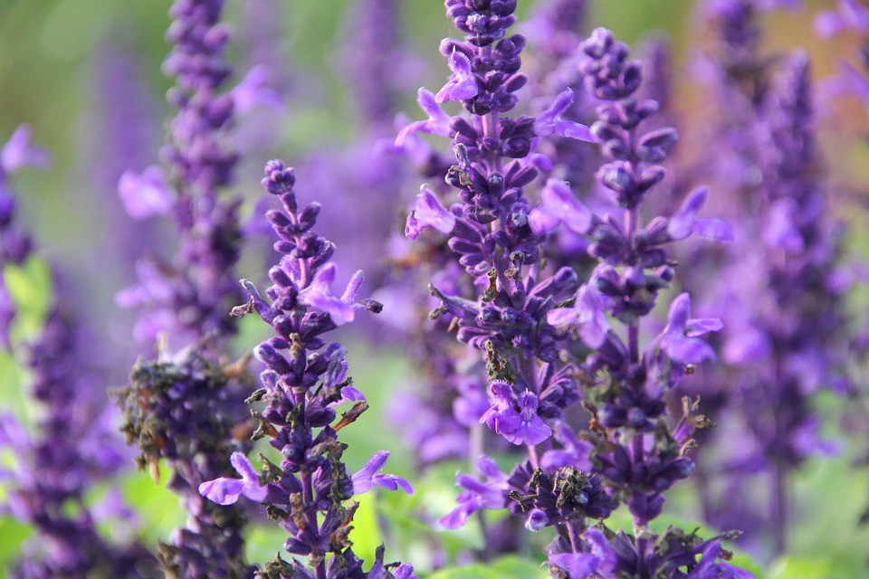 Salvia Ecológica